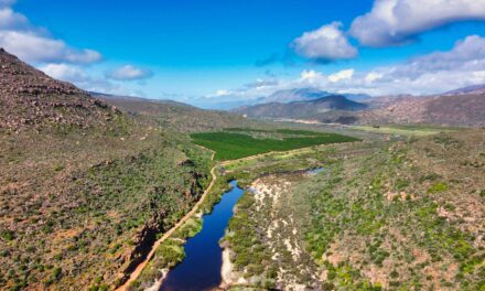 Western Cape farms face new climate reality