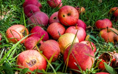 The shame of food waste in Africa