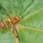 IN PICTURES: 7 risky things threatening your food supply