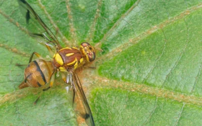 IN PICTURES: 7 risky things threatening your food supply
