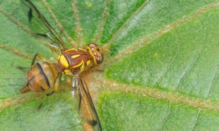 IN PICTURES: 7 risky things threatening your food supply