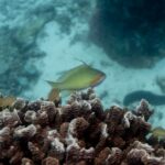 South Africa steps into global biodiversity spotlight as local action gains ground