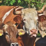 This is why more SA farmers are ditching chemicals