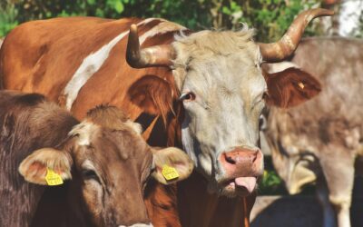 This is why more SA farmers are ditching chemicals