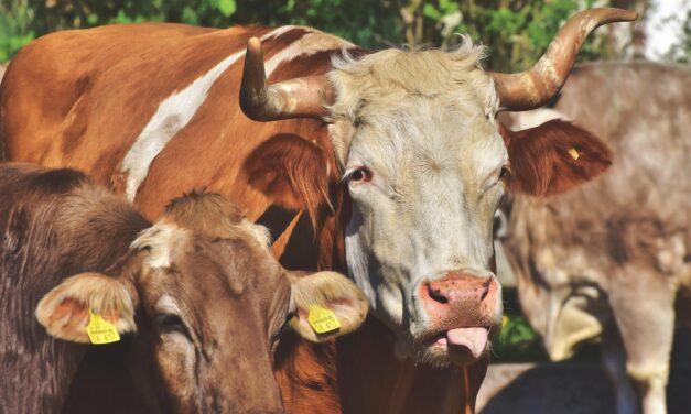 This is why more SA farmers are ditching chemicals