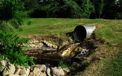 Can trees fix the stench around SA’s wastewater plants?