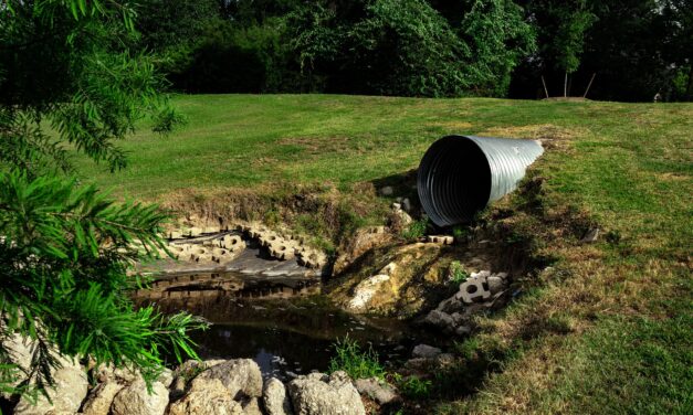 Can trees fix the stench around SA’s wastewater plants?